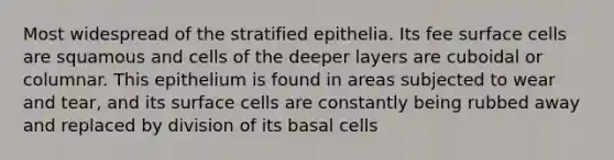 Most widespread of the stratified epithelia. Its fee surface cells are squamous and cells of the deeper layers are cuboidal or columnar. This epithelium is found in areas subjected to wear and tear, and its surface cells are constantly being rubbed away and replaced by division of its basal cells