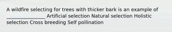 A wildfire selecting for trees with thicker bark is an example of ________________ Artificial selection Natural selection Holistic selection Cross breeding Self pollination