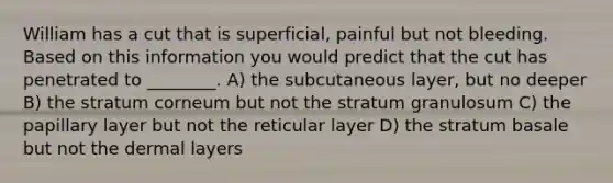 William has a cut that is superficial, painful but not bleeding. Based on this information you would predict that the cut has penetrated to ________. A) the subcutaneous layer, but no deeper B) the stratum corneum but not the stratum granulosum C) the papillary layer but not the reticular layer D) the stratum basale but not the dermal layers