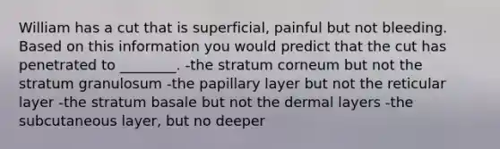 William has a cut that is superficial, painful but not bleeding. Based on this information you would predict that the cut has penetrated to ________. -the stratum corneum but not the stratum granulosum -the papillary layer but not the reticular layer -the stratum basale but not the dermal layers -the subcutaneous layer, but no deeper