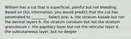 William has a cut that is superficial, painful but not bleeding. Based on this information, you would predict that the cut has penetrated to ________. Select one: a. the stratum basale but not the dermal layers b. the stratum corneum but not the stratum granulosum c. the papillary layer but not the reticular layer d. the subcutaneous layer, but no deeper