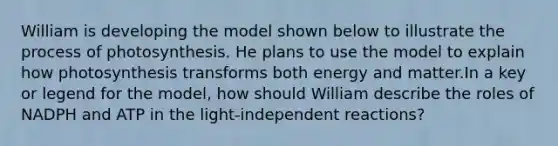 William is developing the model shown below to illustrate the process of photosynthesis. He plans to use the model to explain how photosynthesis transforms both energy and matter.In a key or legend for the model, how should William describe the roles of NADPH and ATP in the light-independent reactions?