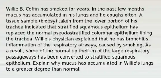 Willie B. Coffin has smoked for years. In the past few months, mucus has accumulated in his lungs and he coughs often. A tissue sample (biopsy) taken from the lower portion of his trachea indicated that stratified squamous epithelium has replaced the normal pseudostratified columnar epithelium lining the trachea. Willie's physician explained that he has bronchitis, inflammation of the respiratory airways, caused by smoking. As a result, some of the normal epithelium of the large respiratory passageways has been converted to stratified squamous epithelium. Explain why mucus has accumulated in Willie's lungs to a greater degree than normal.