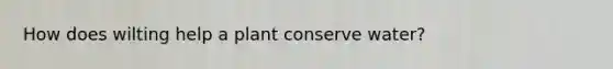 How does wilting help a plant conserve water?
