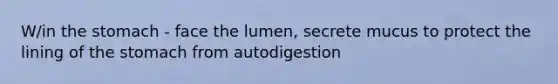 W/in the stomach - face the lumen, secrete mucus to protect the lining of the stomach from autodigestion