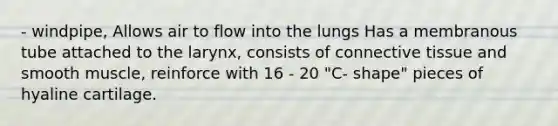 - windpipe, Allows air to flow into the lungs Has a membranous tube attached to the larynx, consists of connective tissue and smooth muscle, reinforce with 16 - 20 "C- shape" pieces of hyaline cartilage.