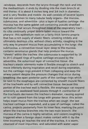 -windpipe, descends from the larynx through the neck and into the mediastinum -it ends by dividing into the main bronchi at mid thorax -it is about 4 inches long and 3/4 inch in diameter, and is very flexible and mobile -its wall consists of several layers that are common to many tubular body organs-- the mucosa, submucosa, and adventitia-- plus a layer of hyaline cartilage -the mucosa has the same goblet cell-containing pseudo stratified epithelium that occurs throughout most of the respiratory tract -its cilia continually propel debris-laden mucus toward <a href='https://www.questionai.com/knowledge/ktW97n6hGJ-the-pharynx' class='anchor-knowledge'>the pharynx</a> -this epithelium rests on a fairly thick lamina propria that has a rich supply of elastic fibers -smoking inhibits and ultimately destroys cilia. without ciliary activity, coughing is the only way to prevent mucus from accumulating in the lungs -the submucosa, a <a href='https://www.questionai.com/knowledge/kYDr0DHyc8-connective-tissue' class='anchor-knowledge'>connective tissue</a> layer deep to the mucosa, contains seromucus glands that help produce the mucus "sheets" within the trachea -the submucosa is supported by 16 to 20 C-shaped rings of hyaline cartilage encased by the adventitia, the outermost layer of connective tissue -the trachea's elastic elements make it flexible enough to stretch and move inferiorly during inspiration and recoil during expiration, but the cartilage rings prevent it from collapsing and keep the airway patent despite the pressure changes that occur during breathing -the open posterior parts of the cartilage rings which lie next to <a href='https://www.questionai.com/knowledge/kSjVhaa9qF-the-esophagus' class='anchor-knowledge'>the esophagus</a> are connected by smooth muscle fibers of the trachealis and by soft connective tissue -because this portion of the tracheal wall is flexible, the esophagus can expand anteriorly as swallowed food passes through it -contraction of the trachealis decreases the trachea's diameter, causing expired air to rush upward from the lungs with greater force -this action helps expel mucus from the trachea when we cough -the last tracheal cartilage is expanded, and a spar of cartilage, called the carina, projects posteriorly from its inner face, marking the point where the trachea branches into the two main bronchi -the mucosa of the carina is highly sensitive, and violent coughing is triggered when a foreign object makes contact with it -by the time incoming air reaches the end of the trachea, it is warm, cleansed of most impurities, and saturated with water vapor