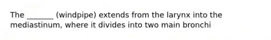 The _______ (windpipe) extends from the larynx into the mediastinum, where it divides into two main bronchi