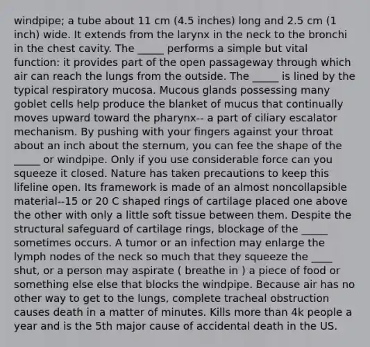 windpipe; a tube about 11 cm (4.5 inches) long and 2.5 cm (1 inch) wide. It extends from the larynx in the neck to the bronchi in the chest cavity. The _____ performs a simple but vital function: it provides part of the open passageway through which air can reach the lungs from the outside. The _____ is lined by the typical respiratory mucosa. Mucous glands possessing many goblet cells help produce the blanket of mucus that continually moves upward toward the pharynx-- a part of ciliary escalator mechanism. By pushing with your fingers against your throat about an inch about the sternum, you can fee the shape of the _____ or windpipe. Only if you use considerable force can you squeeze it closed. Nature has taken precautions to keep this lifeline open. Its framework is made of an almost noncollapsible material--15 or 20 C shaped rings of cartilage placed one above the other with only a little soft tissue between them. Despite the structural safeguard of cartilage rings, blockage of the _____ sometimes occurs. A tumor or an infection may enlarge the lymph nodes of the neck so much that they squeeze the ____ shut, or a person may aspirate ( breathe in ) a piece of food or something else else that blocks the windpipe. Because air has no other way to get to the lungs, complete tracheal obstruction causes death in a matter of minutes. Kills more than 4k people a year and is the 5th major cause of accidental death in the US.