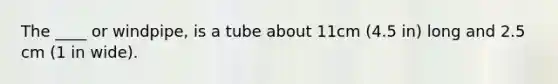 The ____ or windpipe, is a tube about 11cm (4.5 in) long and 2.5 cm (1 in wide).