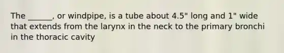 The ______, or windpipe, is a tube about 4.5" long and 1" wide that extends from the larynx in the neck to the primary bronchi in the thoracic cavity