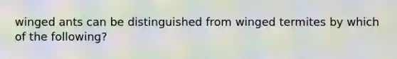 winged ants can be distinguished from winged termites by which of the following?