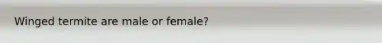Winged termite are male or female?