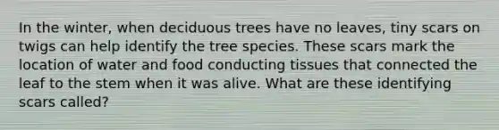 In the winter, when deciduous trees have no leaves, tiny scars on twigs can help identify the tree species. These scars mark the location of water and food conducting tissues that connected the leaf to the stem when it was alive. What are these identifying scars called?