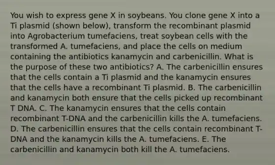 You wish to express gene X in soybeans. You clone gene X into a Ti plasmid (shown below), transform the recombinant plasmid into Agrobacterium tumefaciens, treat soybean cells with the transformed A. tumefaciens, and place the cells on medium containing the antibiotics kanamycin and carbenicillin. What is the purpose of these two antibiotics? A. The carbenicillin ensures that the cells contain a Ti plasmid and the kanamycin ensures that the cells have a recombinant Ti plasmid. B. The carbenicillin and kanamycin both ensure that the cells picked up recombinant T DNA. C. The kanamycin ensures that the cells contain recombinant T-DNA and the carbenicillin kills the A. tumefaciens. D. The carbenicillin ensures that the cells contain recombinant T-DNA and the kanamycin kills the A. tumefaciens. E. The carbenicillin and kanamycin both kill the A. tumefaciens.