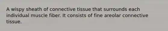 A wispy sheath of connective tissue that surrounds each individual muscle fiber. It consists of fine areolar connective tissue.