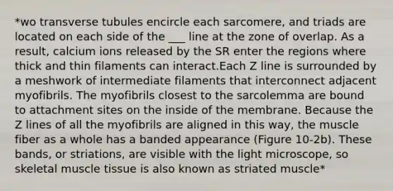 *wo transverse tubules encircle each sarcomere, and triads are located on each side of the ___ line at the zone of overlap. As a result, calcium ions released by the SR enter the regions where thick and thin filaments can interact.Each Z line is surrounded by a meshwork of intermediate filaments that interconnect adjacent myofibrils. The myofibrils closest to the sarcolemma are bound to attachment sites on the inside of the membrane. Because the Z lines of all the myofibrils are aligned in this way, the muscle fiber as a whole has a banded appearance (Figure 10-2b). These bands, or striations, are visible with the light microscope, so skeletal muscle tissue is also known as striated muscle*