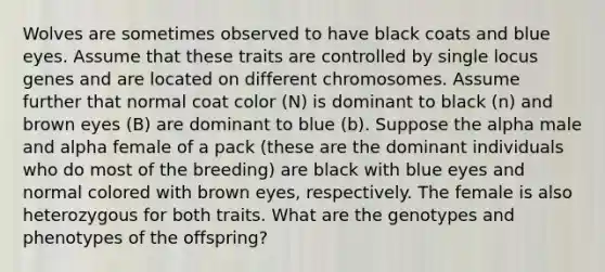 Wolves are sometimes observed to have black coats and blue eyes. Assume that these traits are controlled by single locus genes and are located on different chromosomes. Assume further that normal coat color (N) is dominant to black (n) and brown eyes (B) are dominant to blue (b). Suppose the alpha male and alpha female of a pack (these are the dominant individuals who do most of the breeding) are black with blue eyes and normal colored with brown eyes, respectively. The female is also heterozygous for both traits. What are the genotypes and phenotypes of the offspring?