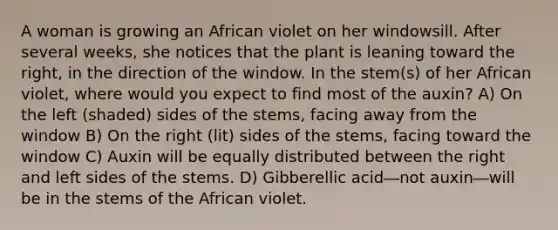 A woman is growing an African violet on her windowsill. After several weeks, she notices that the plant is leaning toward the right, in the direction of the window. In the stem(s) of her African violet, where would you expect to find most of the auxin? A) On the left (shaded) sides of the stems, facing away from the window B) On the right (lit) sides of the stems, facing toward the window C) Auxin will be equally distributed between the right and left sides of the stems. D) Gibberellic acid―not auxin―will be in the stems of the African violet.