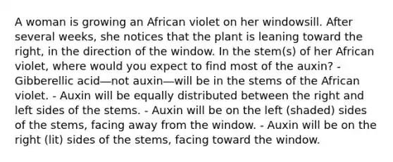 A woman is growing an African violet on her windowsill. After several weeks, she notices that the plant is leaning toward the right, in the direction of the window. In the stem(s) of her African violet, where would you expect to find most of the auxin? - Gibberellic acid―not auxin―will be in the stems of the African violet. - Auxin will be equally distributed between the right and left sides of the stems. - Auxin will be on the left (shaded) sides of the stems, facing away from the window. - Auxin will be on the right (lit) sides of the stems, facing toward the window.