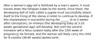 After a woman's egg cell is fertilized by a man's sperm, it must travels down the fallopian tubes to the womb. Once there, the developing ball of cells called a zygote must successfully attach itself to the lining of the uterus in order to continue to develop. If this implantation is successful during the ______ (0 to 2 weeks after conception), an embryo (the developing baby at 3-10 weeks gestational age) will develop. Not until the second trimester will a fetus (unborn baby after the 12th week of pregnancy) be formed, and the woman will likely carry the child for 9 months (38-40 weeks) before birth.