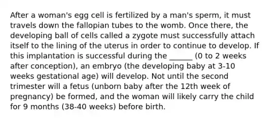 After a woman's egg cell is fertilized by a man's sperm, it must travels down the fallopian tubes to the womb. Once there, the developing ball of cells called a zygote must successfully attach itself to the lining of the uterus in order to continue to develop. If this implantation is successful during the ______ (0 to 2 weeks after conception), an embryo (the developing baby at 3-10 weeks gestational age) will develop. Not until the second trimester will a fetus (unborn baby after the 12th week of pregnancy) be formed, and the woman will likely carry the child for 9 months (38-40 weeks) before birth.