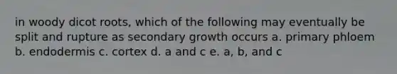 in woody dicot roots, which of the following may eventually be split and rupture as secondary growth occurs a. primary phloem b. endodermis c. cortex d. a and c e. a, b, and c