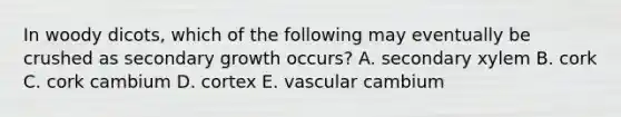 In woody dicots, which of the following may eventually be crushed as secondary growth occurs? A. secondary xylem B. cork C. cork cambium D. cortex E. vascular cambium