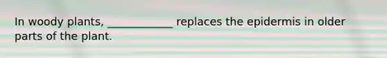 In woody plants, ____________ replaces the epidermis in older parts of the plant.