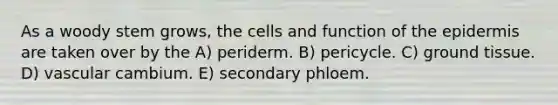 As a woody stem grows, the cells and function of <a href='https://www.questionai.com/knowledge/kBFgQMpq6s-the-epidermis' class='anchor-knowledge'>the epidermis</a> are taken over by the A) periderm. B) pericycle. C) <a href='https://www.questionai.com/knowledge/kb0kKBaH0H-ground-tissue' class='anchor-knowledge'>ground tissue</a>. D) vascular cambium. E) secondary phloem.