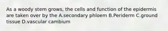 As a woody stem grows, the cells and function of the epidermis are taken over by the A.secondary phloem B.Periderm C.ground tissue D.vascular cambium