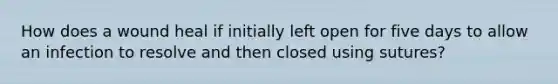 How does a wound heal if initially left open for five days to allow an infection to resolve and then closed using sutures?