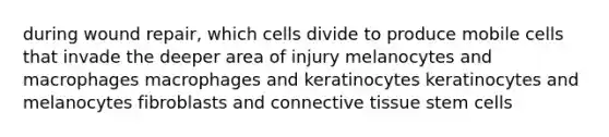 during wound repair, which cells divide to produce mobile cells that invade the deeper area of injury melanocytes and macrophages macrophages and keratinocytes keratinocytes and melanocytes fibroblasts and <a href='https://www.questionai.com/knowledge/kYDr0DHyc8-connective-tissue' class='anchor-knowledge'>connective tissue</a> stem cells