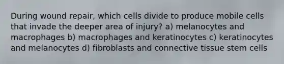 During wound repair, which cells divide to produce mobile cells that invade the deeper area of injury? a) melanocytes and macrophages b) macrophages and keratinocytes c) keratinocytes and melanocytes d) fibroblasts and connective tissue stem cells