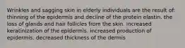 Wrinkles and sagging skin in elderly individuals are the result of: thinning of the epidermis and decline of the protein elastin. the loss of glands and hair follicles from the skin. increased keratinization of the epidermis. increased production of epidermis. decreased thickness of the dermis