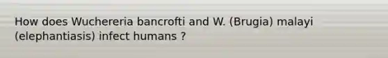 How does Wuchereria bancrofti and W. (Brugia) malayi (elephantiasis) infect humans ?