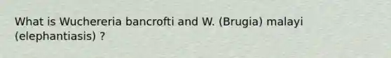 What is Wuchereria bancrofti and W. (Brugia) malayi (elephantiasis) ?