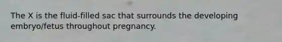 The X is the fluid-filled sac that surrounds the developing embryo/fetus throughout pregnancy.