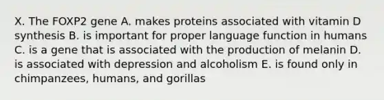 X. The FOXP2 gene A. makes proteins associated with vitamin D synthesis B. is important for proper language function in humans C. is a gene that is associated with the production of melanin D. is associated with depression and alcoholism E. is found only in chimpanzees, humans, and gorillas