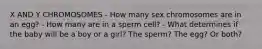 X AND Y CHROMOSOMES - How many sex chromosomes are in an egg? - How many are in a sperm cell? - What determines if the baby will be a boy or a girl? The sperm? The egg? Or both?