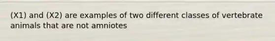 (X1) and (X2) are examples of two different classes of vertebrate animals that are not amniotes