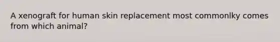 A xenograft for human skin replacement most commonlky comes from which animal?