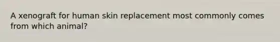 A xenograft for human skin replacement most commonly comes from which animal?