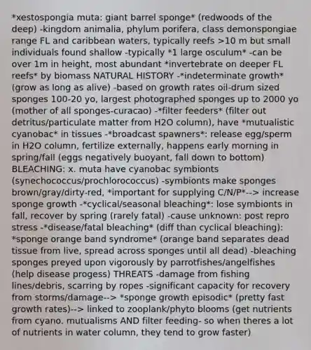 *xestospongia muta: giant barrel sponge* (redwoods of the deep) -kingdom animalia, phylum porifera, class demonspongiae range FL and caribbean waters, typically reefs >10 m but small individuals found shallow -typically *1 large osculum* -can be over 1m in height, most abundant *invertebrate on deeper FL reefs* by biomass NATURAL HISTORY -*indeterminate growth* (grow as long as alive) -based on growth rates oil-drum sized sponges 100-20 yo, largest photographed sponges up to 2000 yo (mother of all sponges-curacao) -*filter feeders* (filter out detritus/particulate matter from H2O column), have *mutualistic cyanobac* in tissues -*broadcast spawners*: release egg/sperm in H2O column, fertilize externally, happens early morning in spring/fall (eggs negatively buoyant, fall down to bottom) BLEACHING: x. muta have cyanobac symbionts (synechococcus/prochlorococcus) -symbionts make sponges brown/gray/dirty-red, *important for supplying C/N/P*--> increase sponge growth -*cyclical/seasonal bleaching*: lose symbionts in fall, recover by spring (rarely fatal) -cause unknown: post repro stress -*disease/fatal bleaching* (diff than cyclical bleaching): *sponge orange band syndrome* (orange band separates dead tissue from live, spread across sponges until all dead) -bleaching sponges preyed upon vigorously by parrotfishes/angelfishes (help disease progess) THREATS -damage from fishing lines/debris, scarring by ropes -significant capacity for recovery from storms/damage--> *sponge growth episodic* (pretty fast growth rates)--> linked to zooplank/phyto blooms (get nutrients from cyano. mutualisms AND filter feeding- so when theres a lot of nutrients in water column, they tend to grow faster)