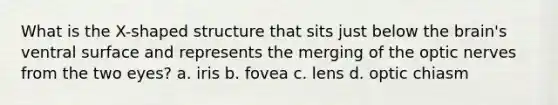 What is the X-shaped structure that sits just below the brain's ventral surface and represents the merging of the optic nerves from the two eyes? a. iris b. fovea c. lens d. optic chiasm