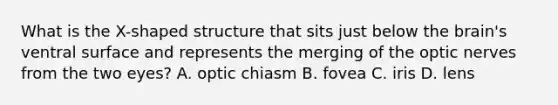 What is the X-shaped structure that sits just below the brain's ventral surface and represents the merging of the optic nerves from the two eyes? A. optic chiasm B. fovea C. iris D. lens