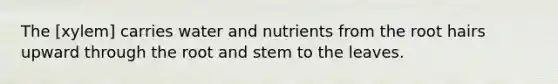 The [xylem] carries water and nutrients from the root hairs upward through the root and stem to the leaves.