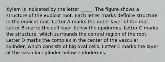 Xylem is indicated by the letter _____. The figure shows a structure of the eudicot root. Each letter marks definite structure in the eudicot root. Letter A marks the outer layer of the root. Letter B marks the cell layer below the epidermis. Letter C marks the structure, which surrounds the central region of the root. Letter D marks the complex in the center of the vascular cylinder, which consists of big oval cells. Letter E marks the layer of the vascular cylinder below endodermis.