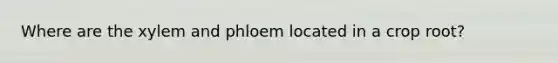 Where are the xylem and phloem located in a crop root?