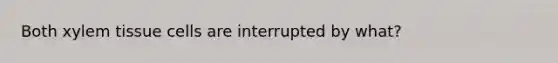 Both xylem tissue cells are interrupted by what?